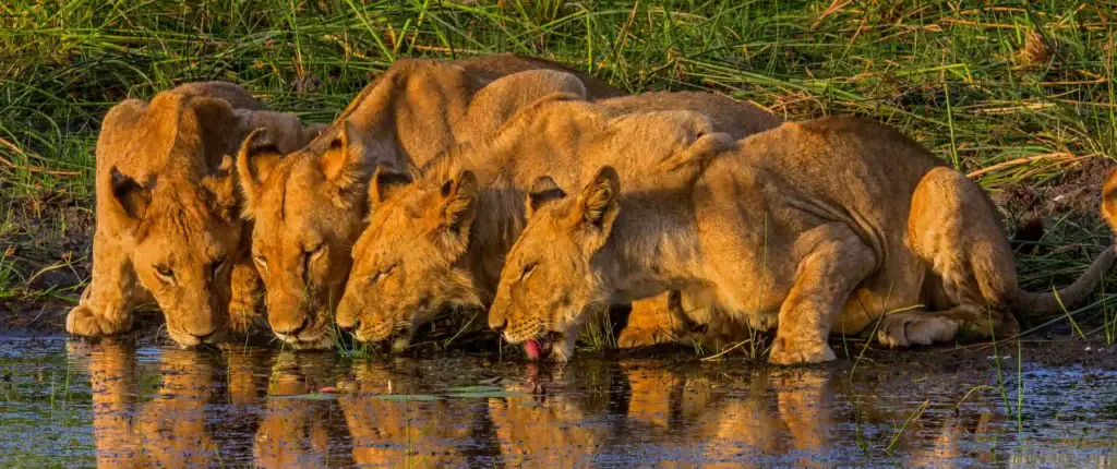 Löwen trinken Wasser in der afrikanischen Natur, safari in Afrika, Tierbeobachtung.