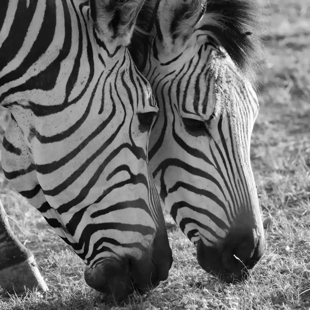 Zebras fotografieren in der afrikanischen Savanne.