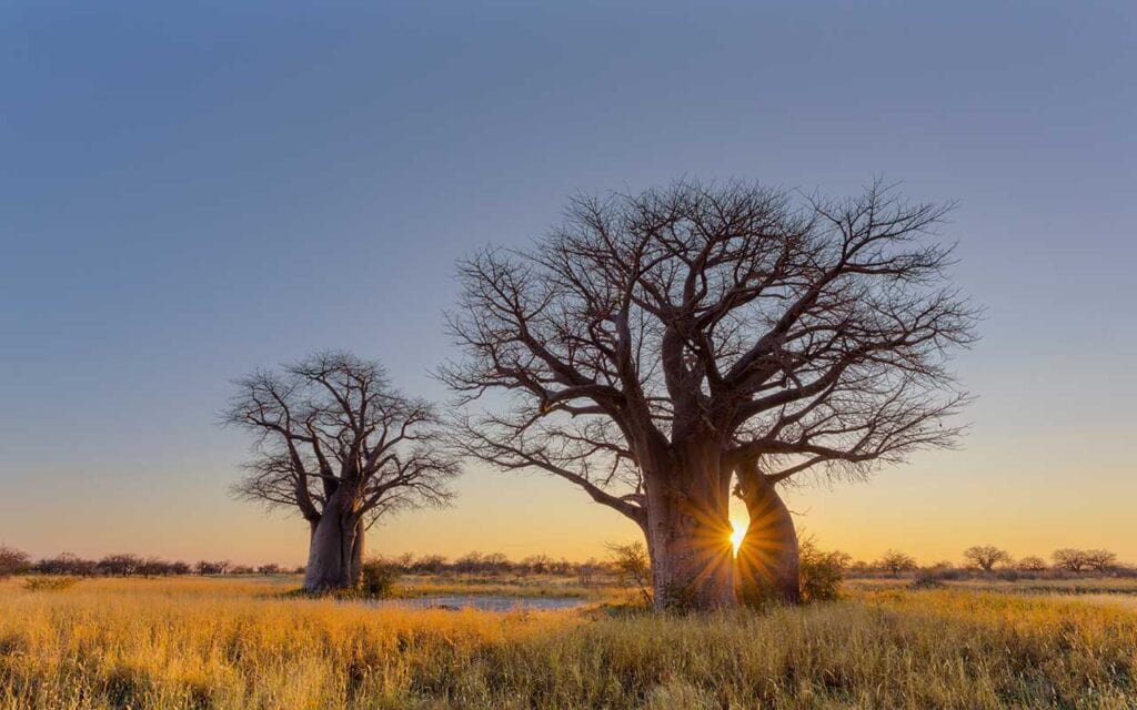 Charmante afrikanische Baobab-Bäume bei Sonnenuntergang in der Savanne.