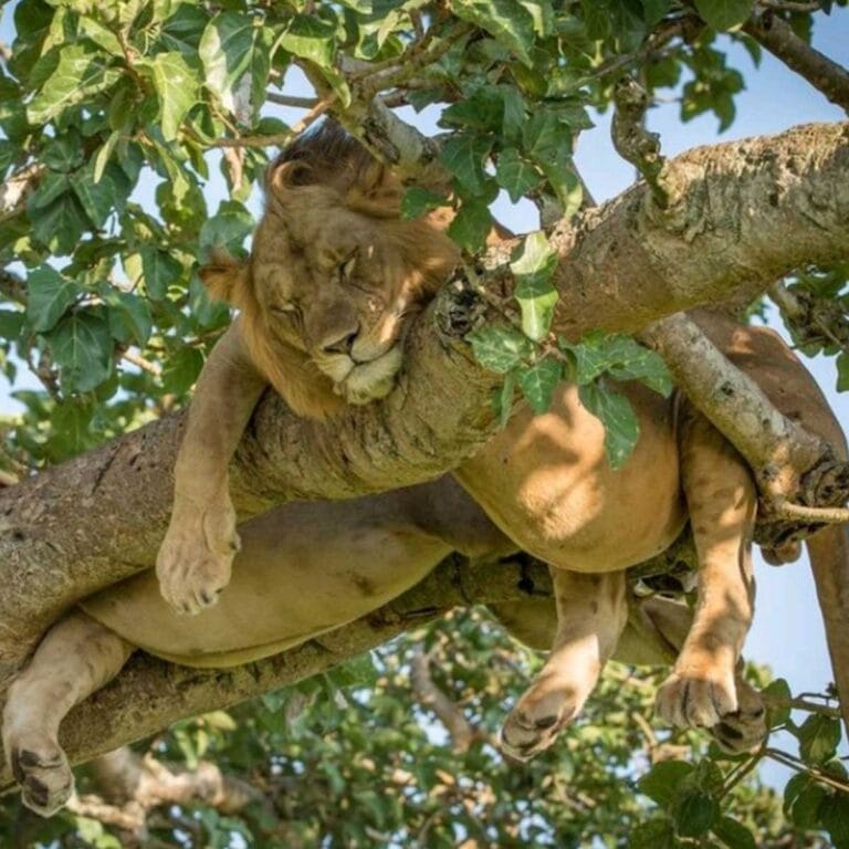 Entspannter Löwe im Baum, Afrika Safari, Tierwelt, Naturschutz, Safari-Abenteuer.