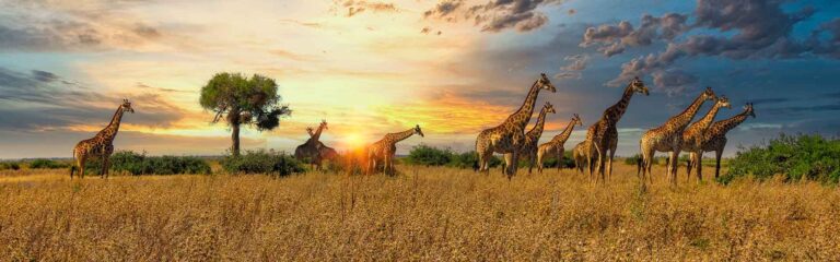 Sonnenuntergang über der afrikanischen Savanne mit Giraffen und Akazienbaum.
