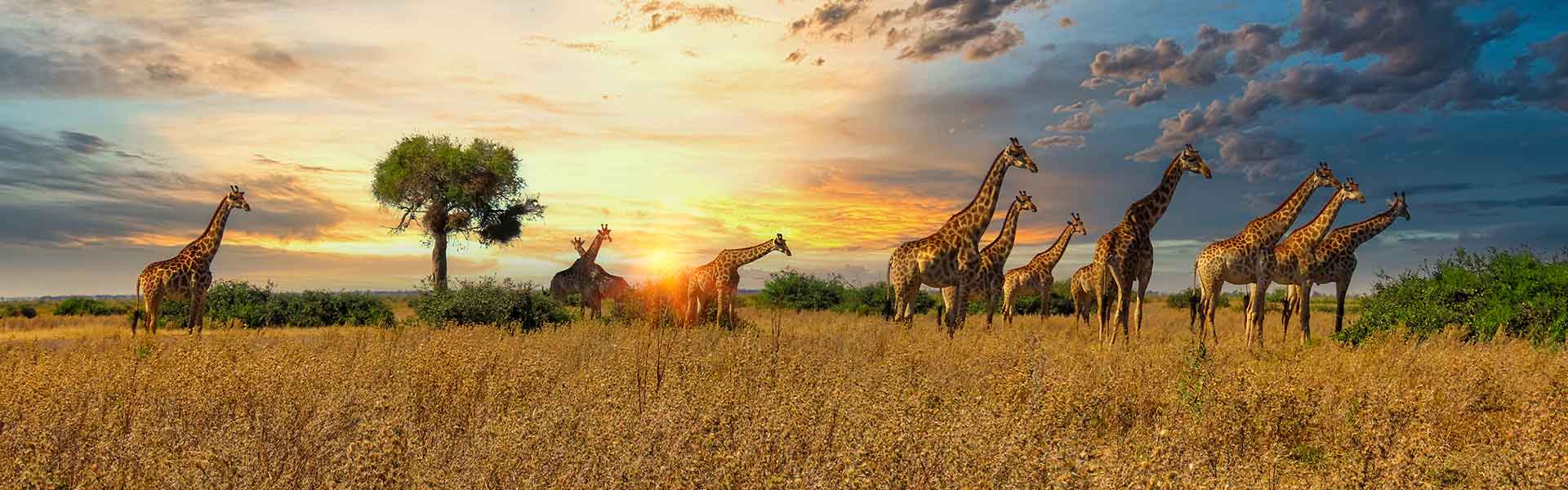 Safari in Tansania Chobe Nationalpark