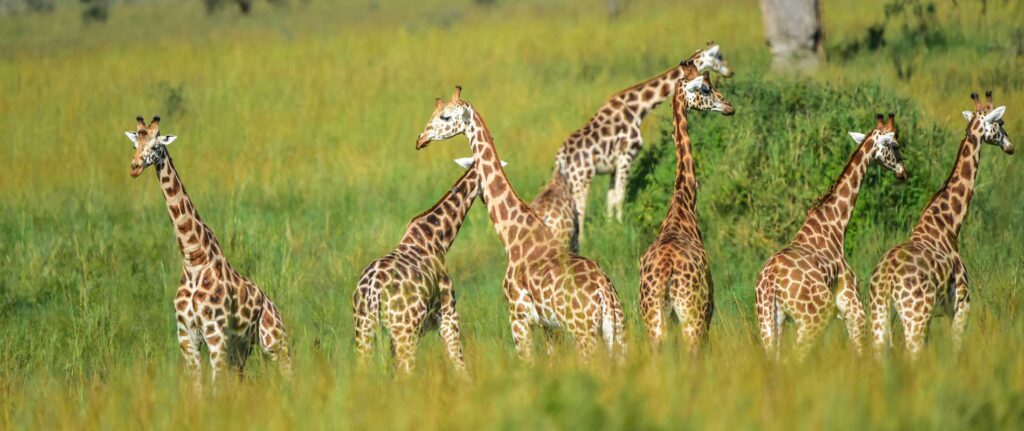 Giraffen in der afrikanischen Savanne, typische Tierwelt, Safari, Wildtiere, Naturreise.