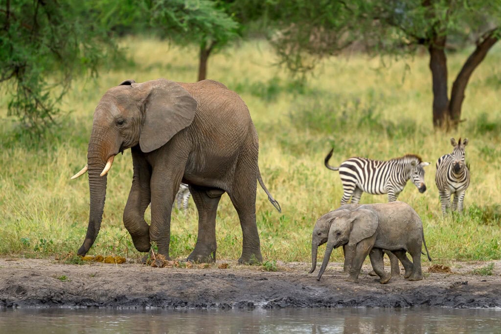 Elefantenfamilie am Wasser in Afrika, mit Zebras im Hintergrund.