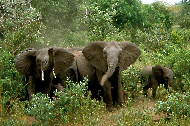 Drei afrikanische Elefanten in ihrer natürlichen Umgebung, Safari in Afrika.