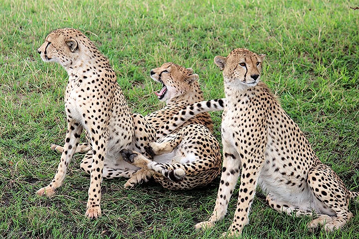 Geparden in der afrikanischen Savanne, drei Tiere, die auf grünem Gras liegen, eines schnurrt, ander.