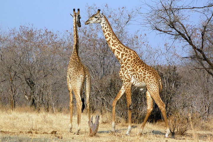 Giraffen in der afrikanischen Savanne, typische Tierwelt, Safari in Afrika, Tierbeobachtung, Naturre.