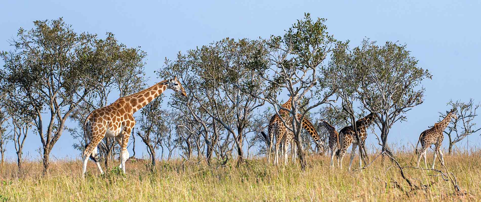 Giraffenherde in Uganda