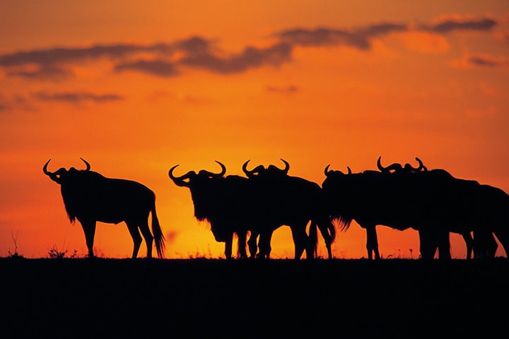 Gruppe von Büffeln in der afrikanischen Savanne bei Sonnenuntergang.