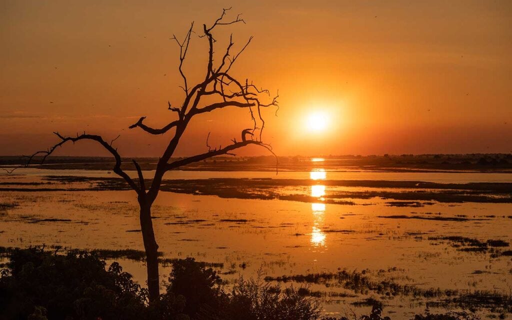 Altes Baum im Sonnenuntergang am Wasser.