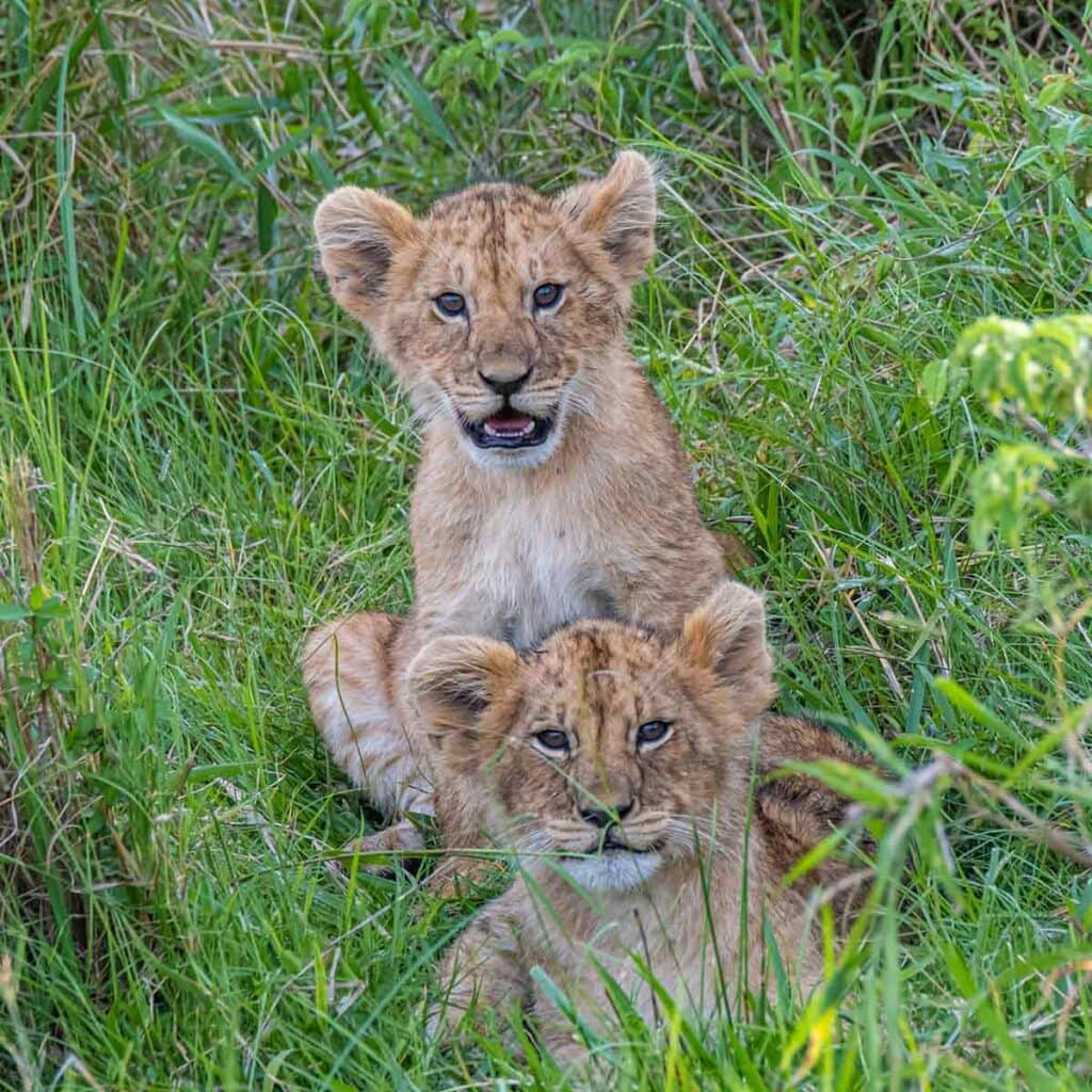 Niedliche Löwenjungtiere verstecken sich im hohen Gras, perfekt für Afrika Safaris und Naturschutz.