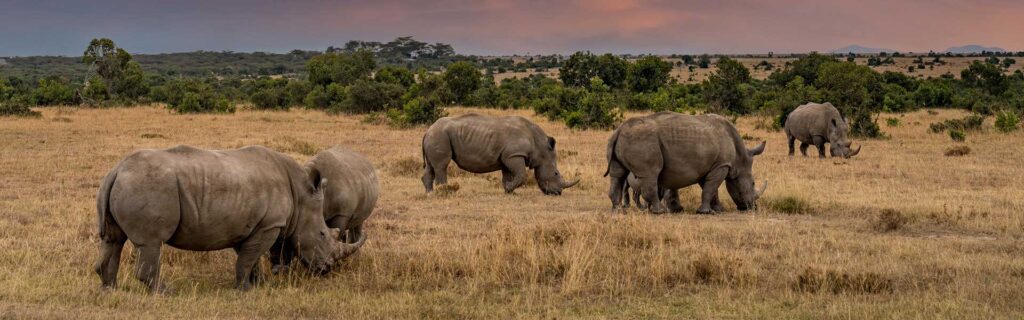 Elefanten beim Grasfressen in der afrikanischen Savanne, ideal für Afrika-Reiseplanung.