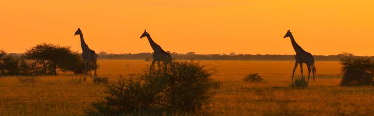 Giraffen in der afrikanischen Savanne, Sonnenuntergang, Tierreise Afrika.
