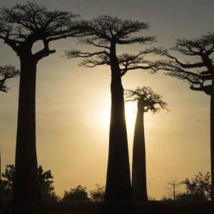 Madagaskar Baobab Allee