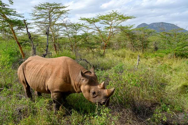 Nashorn in der afrikanischen Savanne, umgeben von Bäumen und Bergen.