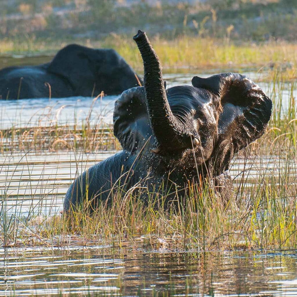 Elefanten im Wasser in Afrika, Safari, Wildtiere, Tierbeobachtung, Naturschutz.