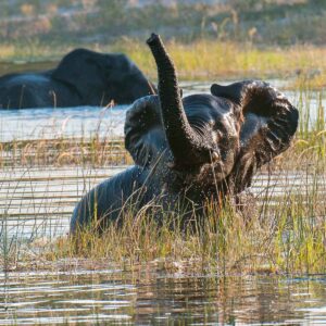 Mobile Zeltsafari in Botswana - Elefant im Wasser