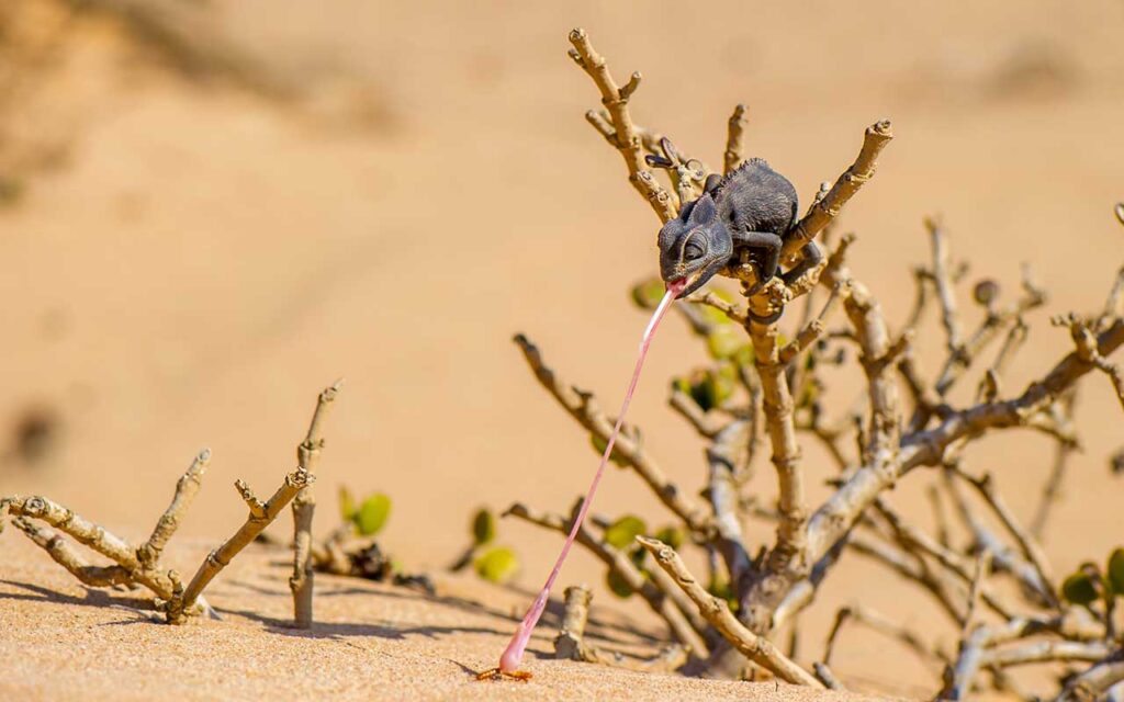 Namaqua Chameleon bei einer Little Five Tour in Namibia