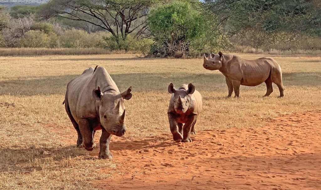 Nashörner in freier Wildbahn, Afrika, Safari, Tierbeobachtung.