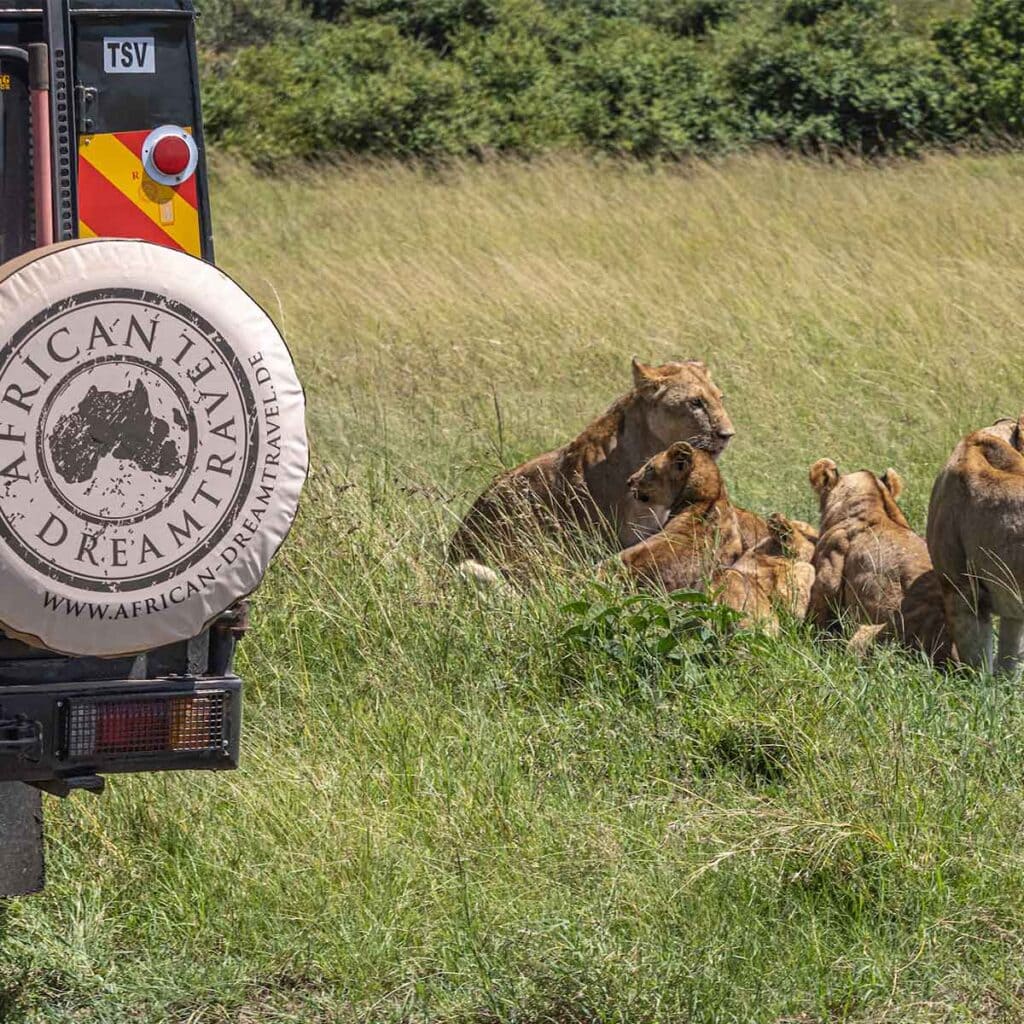 Afrika-Reise: Löwen in der Savanne, Naturlandschaft.