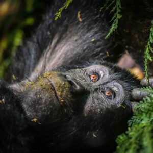 Ruanda Gorilla