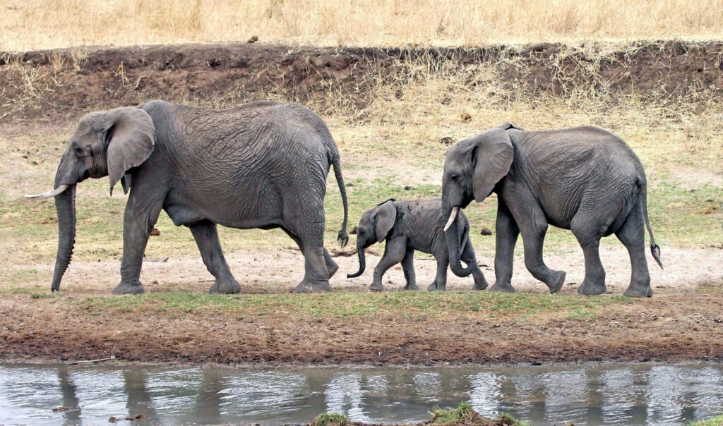 Elefantenfamilie am Flussufer in Afrika, inklusive zwei große und ein junges Elefantenbaby, bei eine.