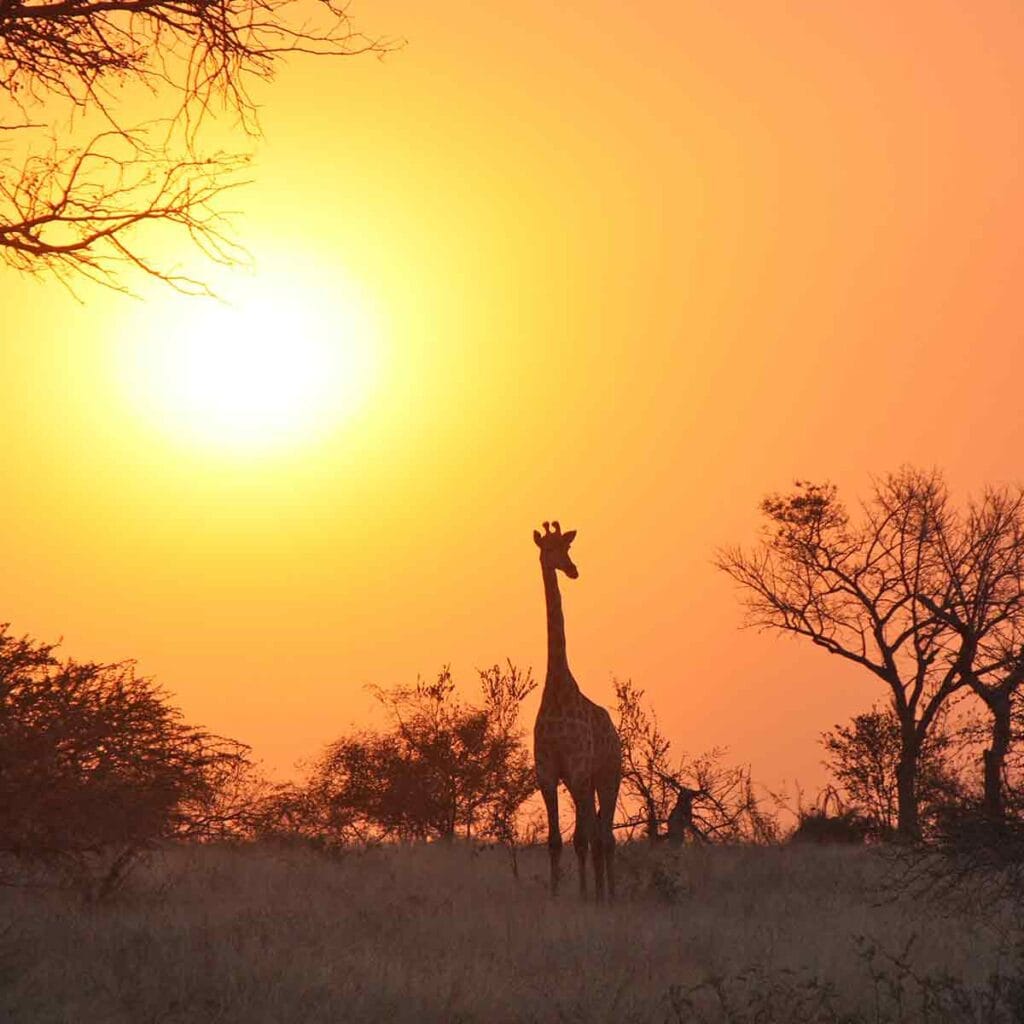 Giraffe in der afrikanischen Savanne während des Sonnenuntergangs, typische Safari-Atmosphäre, afrane Reise, Tierbeobachtung.