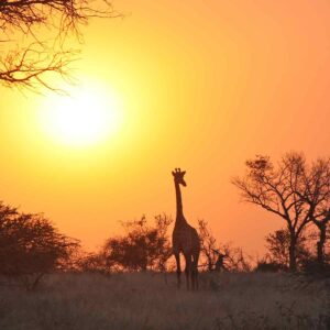 Sambia Giraffe