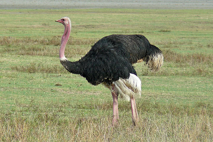Afrikanischer Storch in freier Wildbahn, Savanne, Tierbeobachtung.