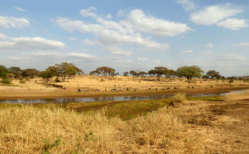 Afrikanische Savanne mit Wasserstelle und Tieren, Safari in Afrika, Tierbeobachtung, afrikanische Na.