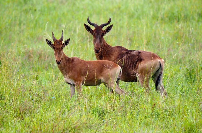 Antilopen in der afrikanischen Savanne, Wildtiere, Safari, Natur, Tierbeobachtung.
