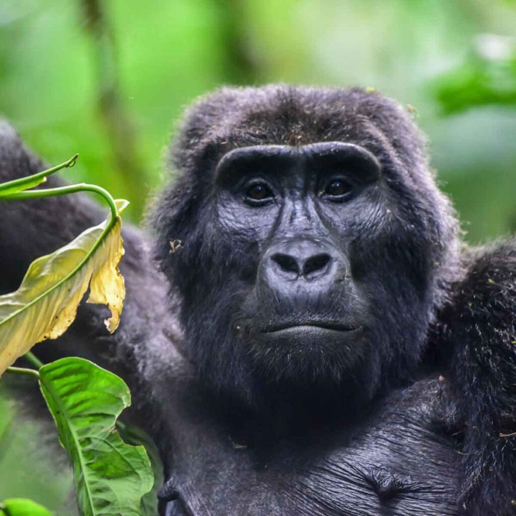 Gorilla im grünen Regenwald, Afrikas Tierwelt, Naturschutz, wilde Tierbeobachtung.