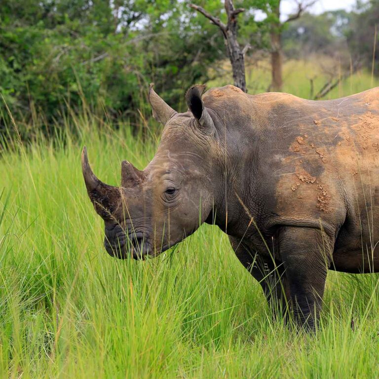 Nashorn im Ziwa Schutzgebiet in Uganda