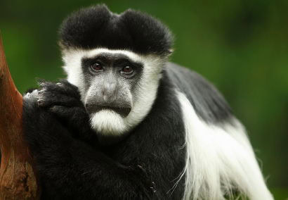Affe in freier Natur, Afrikas Tierwelt, exotische Tierbeobachtung.