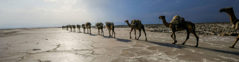 Karawane von Kamelen in der Namib-Wüste, Abenteuerreise, Afrika Safari.