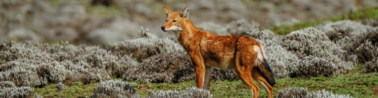 Afrikanischer Löwe in freier Wildbahn, Wildtiere in der afrikanischen Savanne, Safari in Afrika.