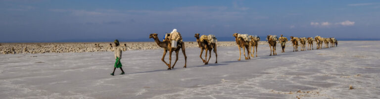 Wüstenkamelzüge in der Sahara, Nordafrika, authentische Safari-Erfahrung.