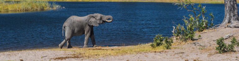 Elefant am Wasser in Afrika, Safari, Tierbeobachtung, Naturreise.