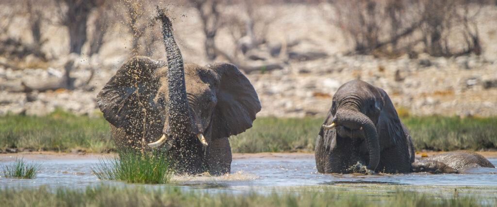 Namibia Sehenswürdigkeiten Etosha Nationalpark