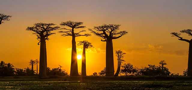 Atemberaublicher Sonnenuntergang mit Baobab-Bäumen in Afrika, ideales Reiseziel für Safari, Natur & Abenteuer.