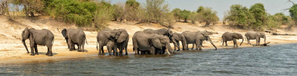 Elefantenherde beim Trinken im Wasser in der afrikanischen Wildnis.