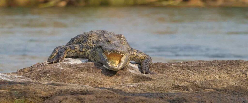 Hochwertiges Bild eines Nilpferds in freier Natur in Afrika, ideal für Safari- und Tierliebhaber.