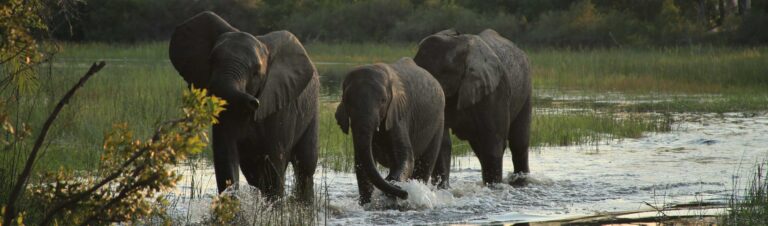 Gruppe von afrikanischen Elefanten beim Baden im Fluss, Safari in Afrika.