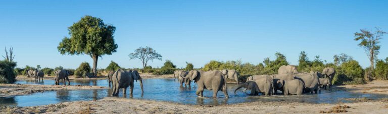 Elefanten am Wasser in Afrika, Safari mit Wildtieren, beste Afrika-Reise, Tierbeobachtung.