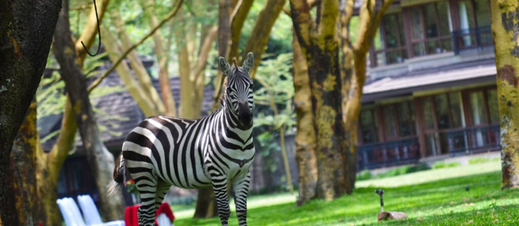 Alternativ text: Zebra im grünen Safari-Garten mit Baumhäusern in Afrika, inklusive Natur und Tierwelt.