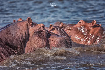 Nilpferde bei Flussfahrt in Afrika, wilde Tierbeobachtung, afrikanischer Tierschutz, Safari Afrika.