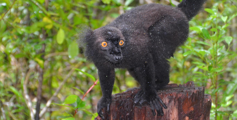 Ein Putiefrosch auf einem Baumstamm in afrikanischer Natur, ideal für Wildlife- und Naturliebhaber.
