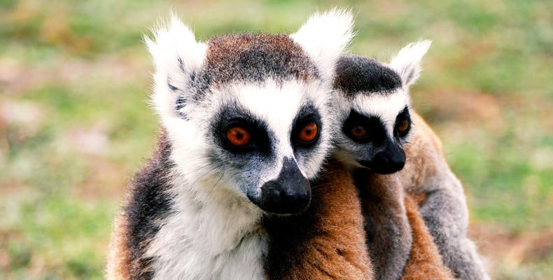 Schönes Foto von einem Lemuren in Afrika, ideal für Tier- und Naturreisen.