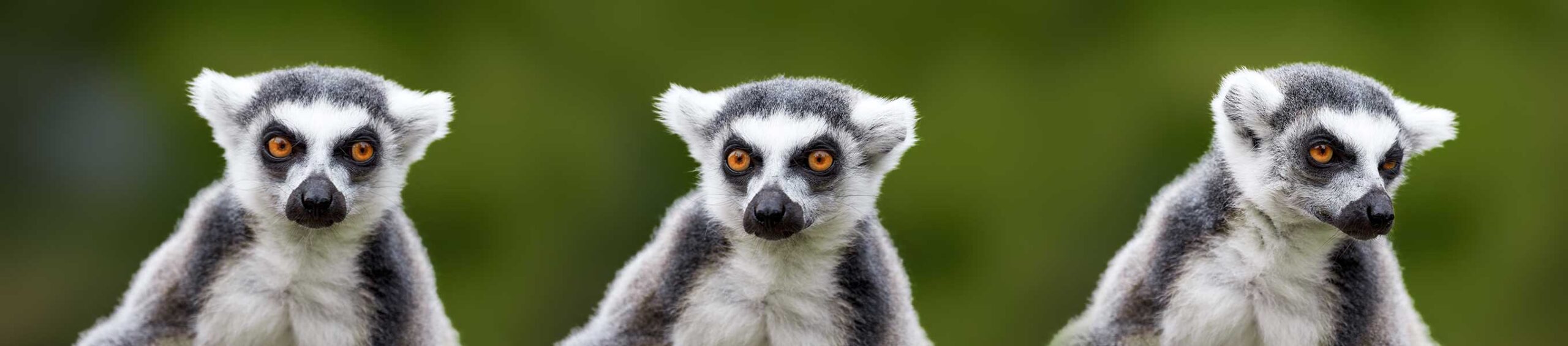 Die besten Aktivitäten in Madagaskar