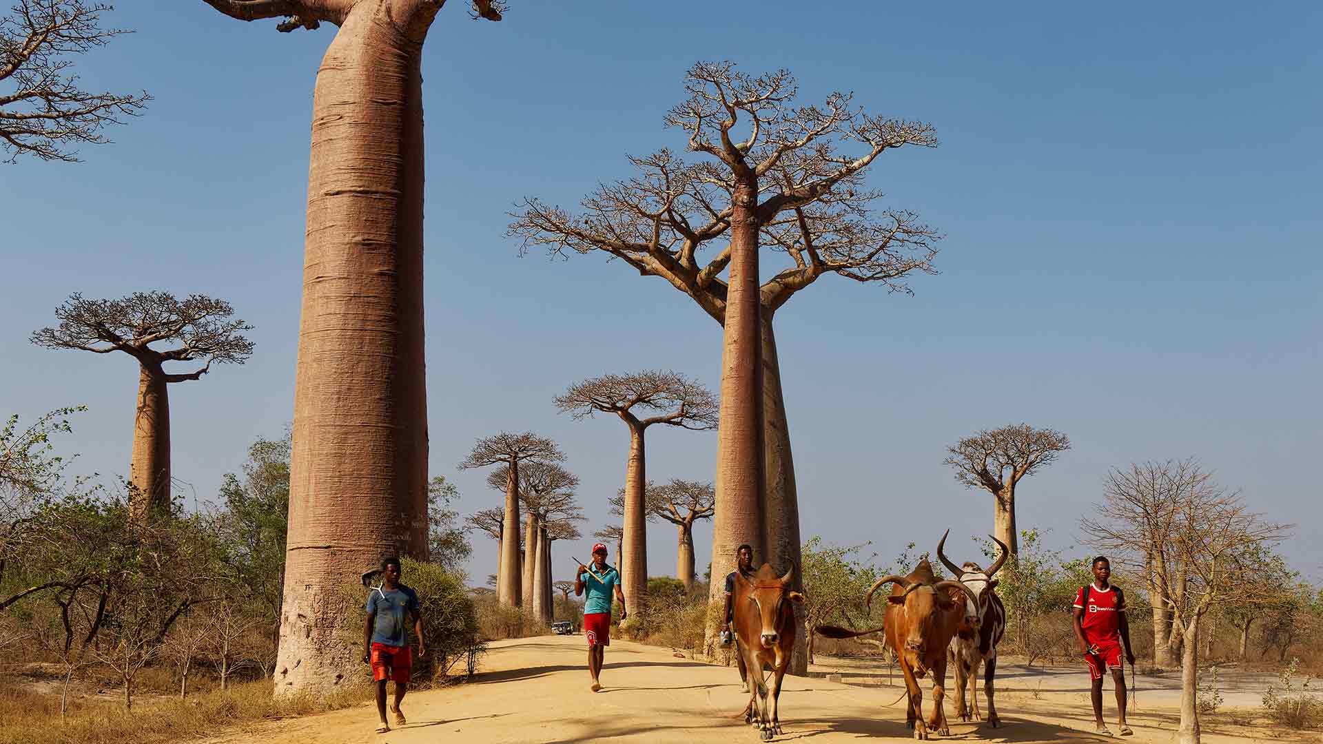 Baobab Allee ,it Menschen im Vordergrund